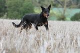 BEAUCERON 569